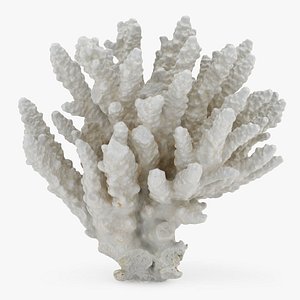 White Coral Piece 01 3D model