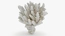White Coral Piece 01
