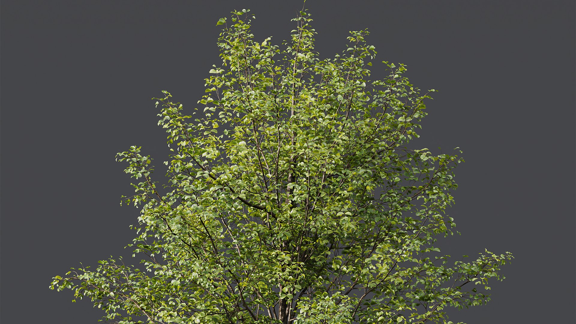 Spring Trees 03 3D Model - TurboSquid 2152242