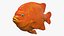 Garibaldi Damselfish Orange