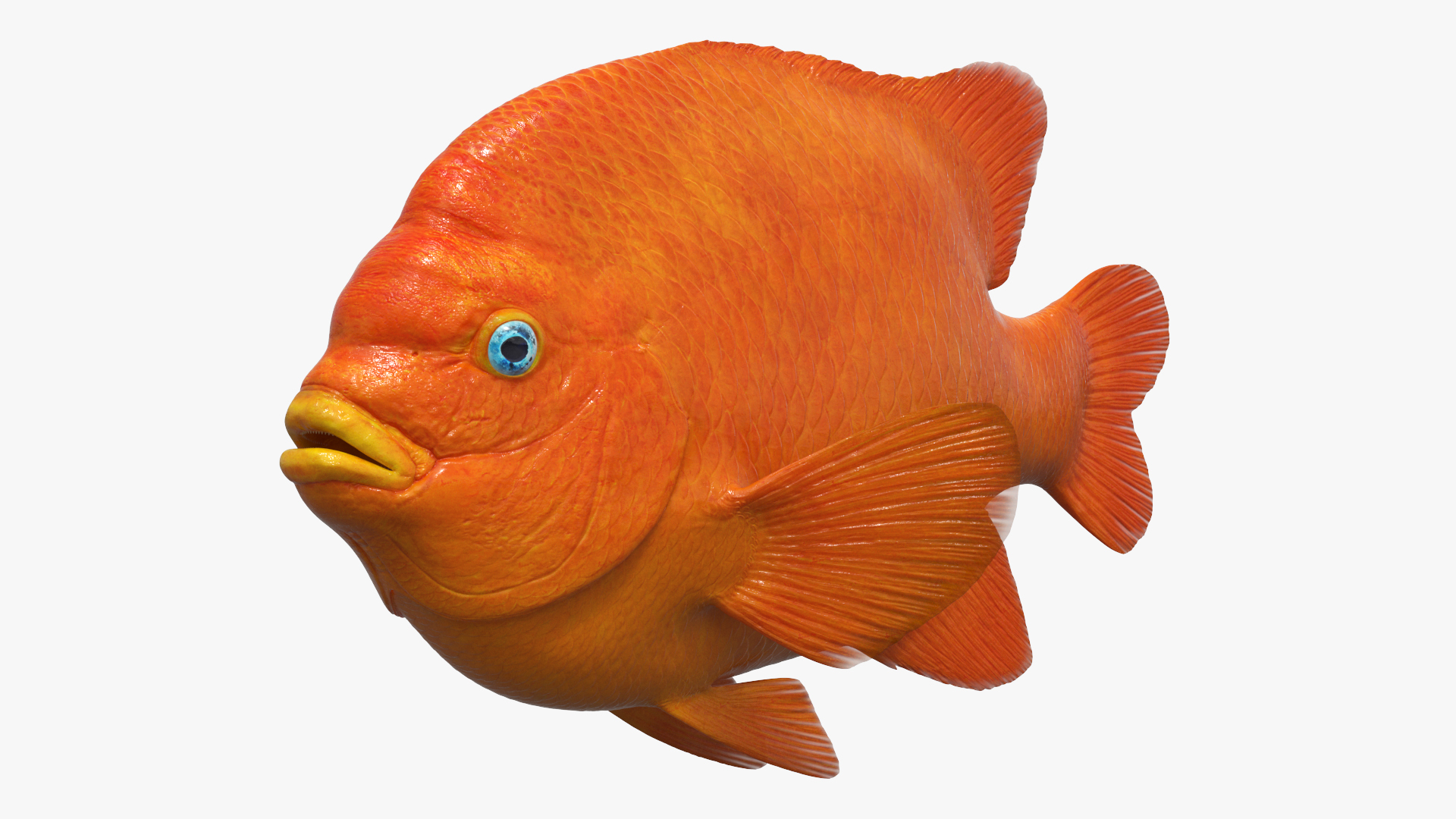 Garibaldi Damselfish Orange 3D model https://p.turbosquid.com/ts-thumb/Kr/3EDtMn/1L/garibaldi_damselfish_orange_360/jpg/1779144303/1920x1080/turn_fit_q99/71aa05a53870e5c2c8fef606c4c8c8a180146b1f/garibaldi_damselfish_orange_360-1.jpg