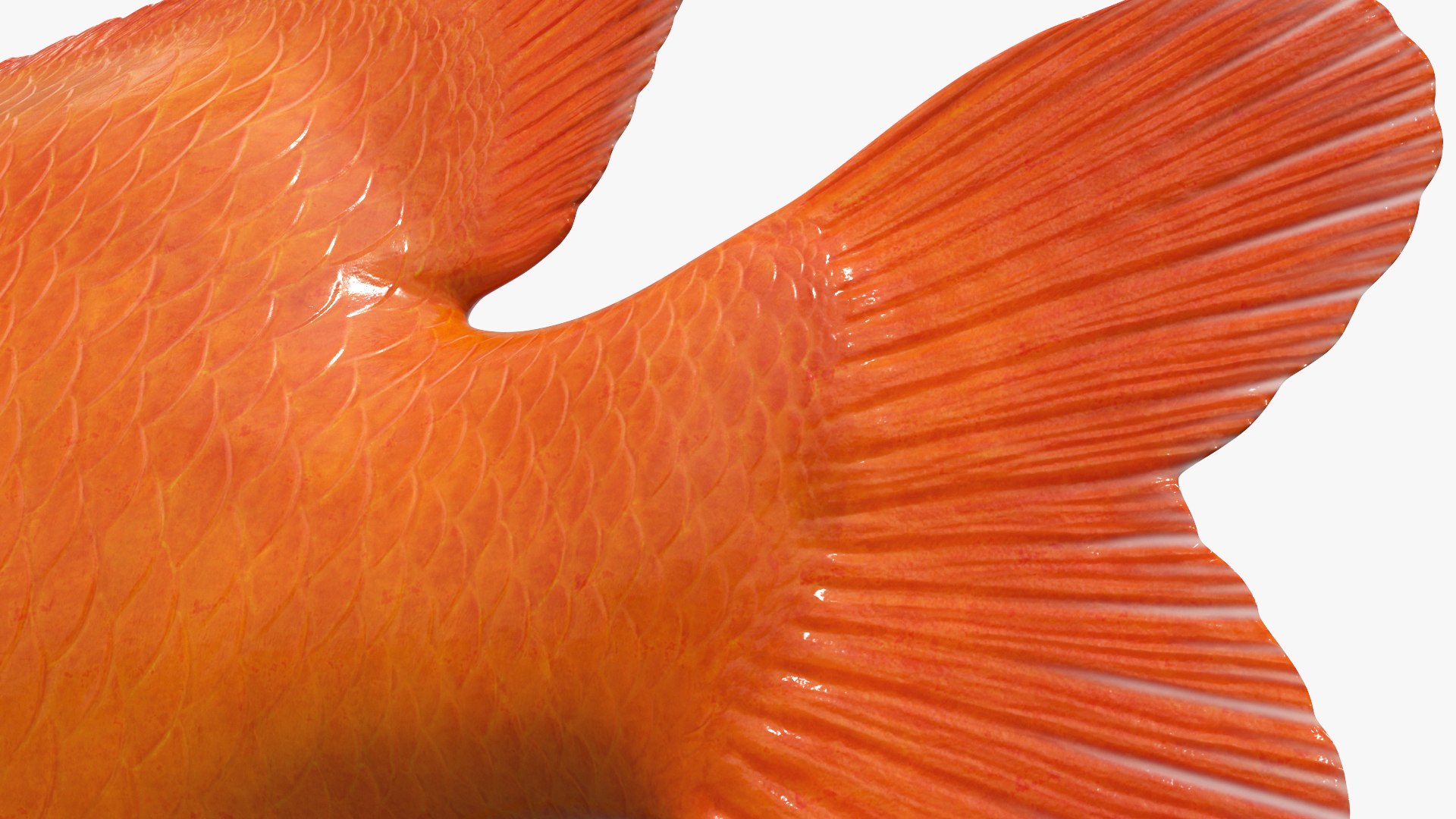 Garibaldi Damselfish Orange 3D model https://p.turbosquid.com/ts-thumb/Kr/3EDtMn/3j/garibaldi_damselfish_orange_010/jpg/1779144397/1920x1080/fit_q87/8ece7883db00136a2ede962aa6045734b86347d2/garibaldi_damselfish_orange_010.jpg