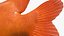 Garibaldi Damselfish Orange