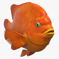 Garibaldi Damselfish Orange
