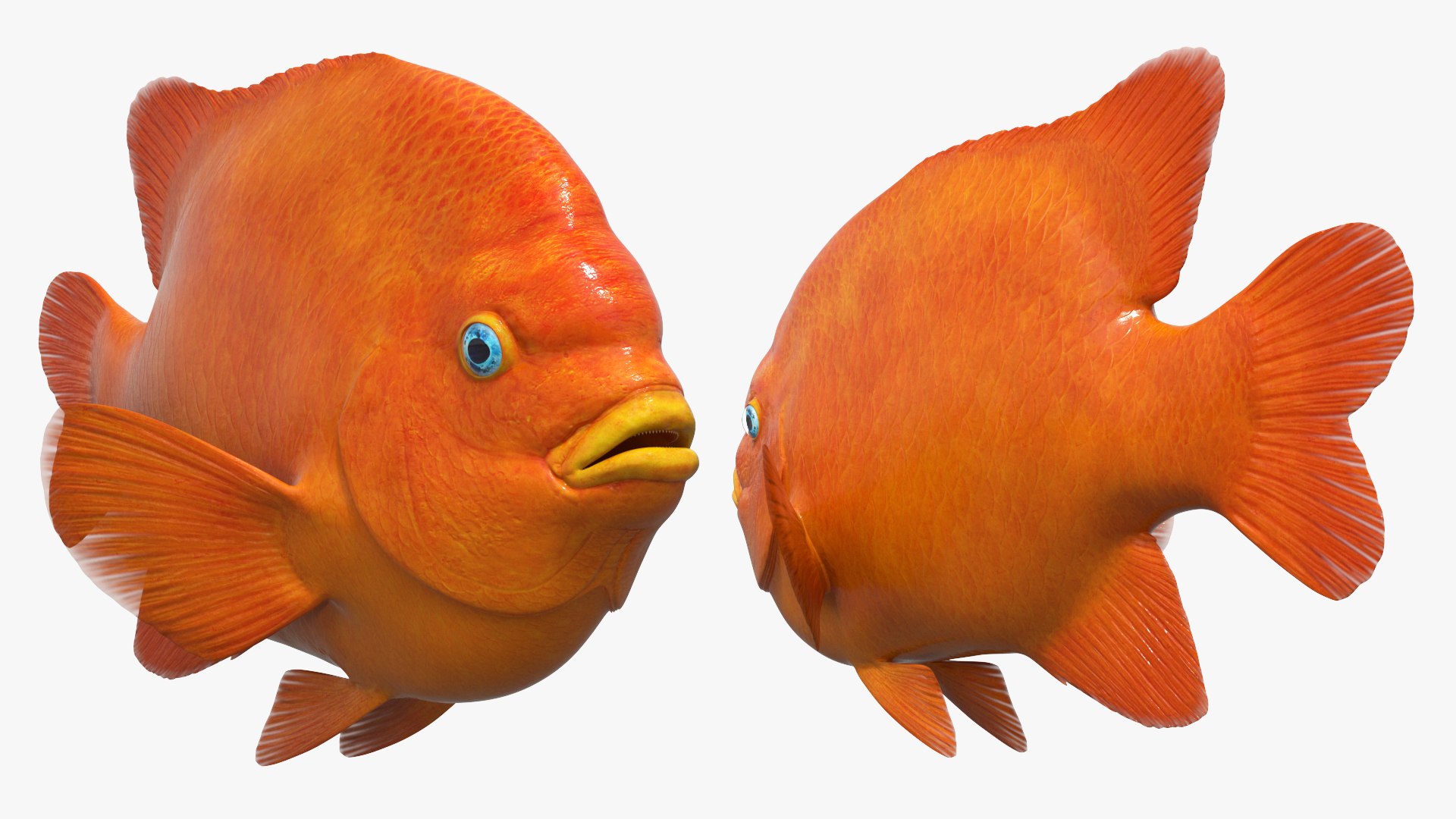 Garibaldi Damselfish Orange 3D model https://p.turbosquid.com/ts-thumb/Kr/3EDtMn/N5/garibaldi_damselfish_orange_002/jpg/1779144300/1920x1080/fit_q87/26cf66f81f001f3d53fbd43327a2bb1f088d0491/garibaldi_damselfish_orange_002.jpg