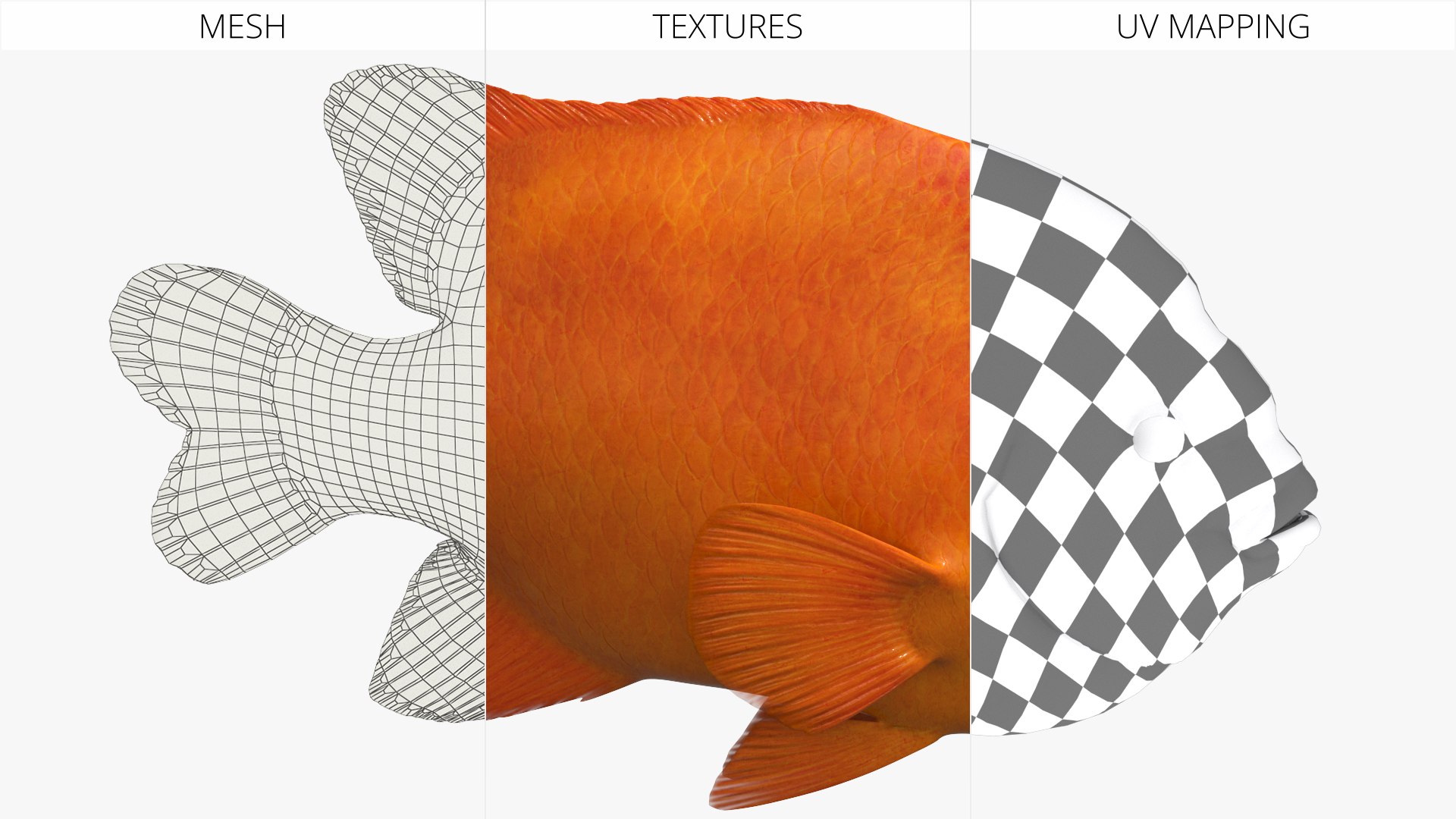Garibaldi Damselfish Orange 3D model https://p.turbosquid.com/ts-thumb/Kr/3EDtMn/Rv/garibaldi_damselfish_orange_011/jpg/1779144401/1920x1080/fit_q87/b164a2db9f719d05d8262af0767a571f182422b1/garibaldi_damselfish_orange_011.jpg