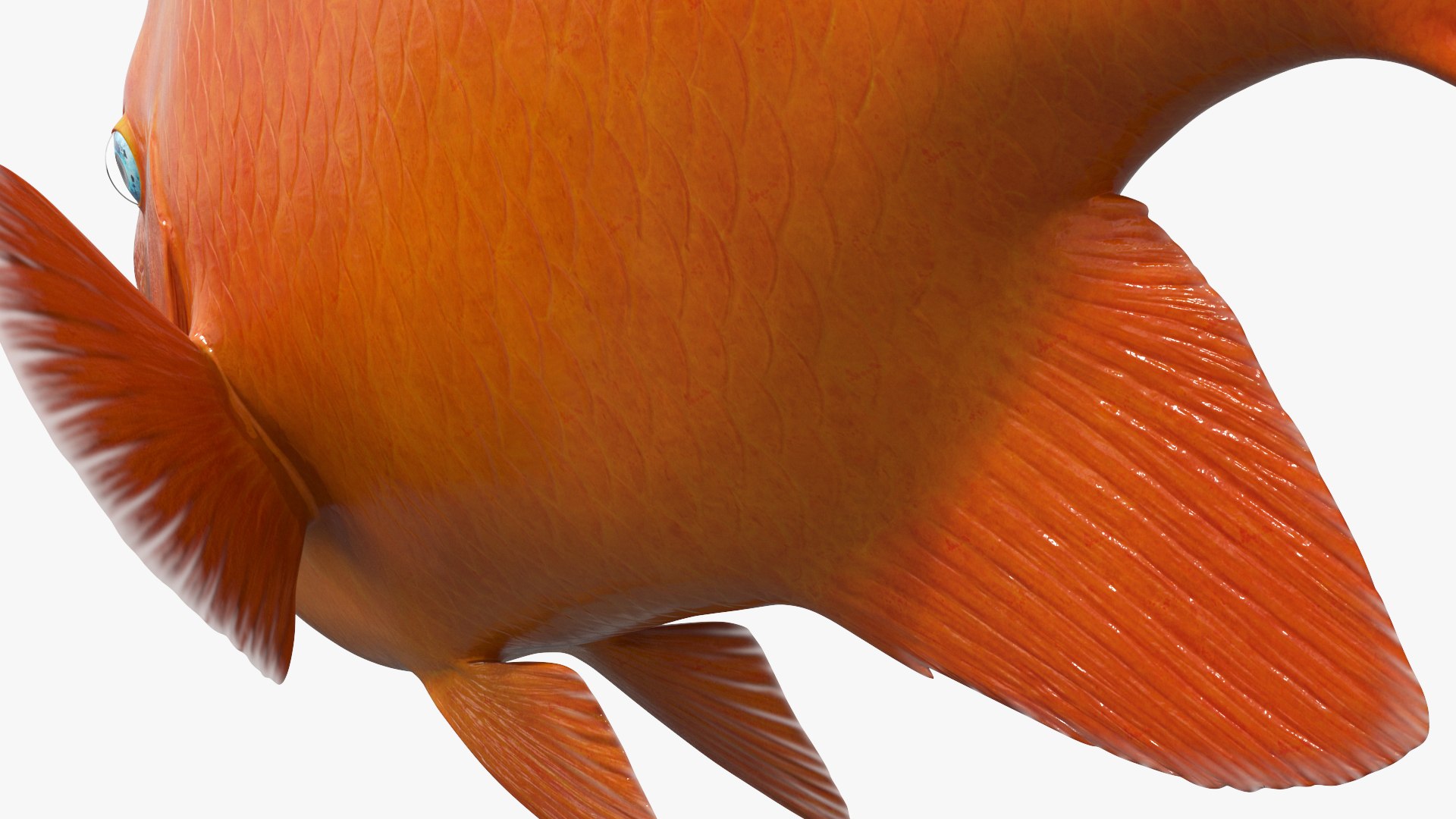 Garibaldi Damselfish Orange 3D model https://p.turbosquid.com/ts-thumb/Kr/3EDtMn/at/garibaldi_damselfish_orange_009/jpg/1779144394/1920x1080/fit_q87/f563e8a4b90f513ec72018ce8ef03891379ef480/garibaldi_damselfish_orange_009.jpg