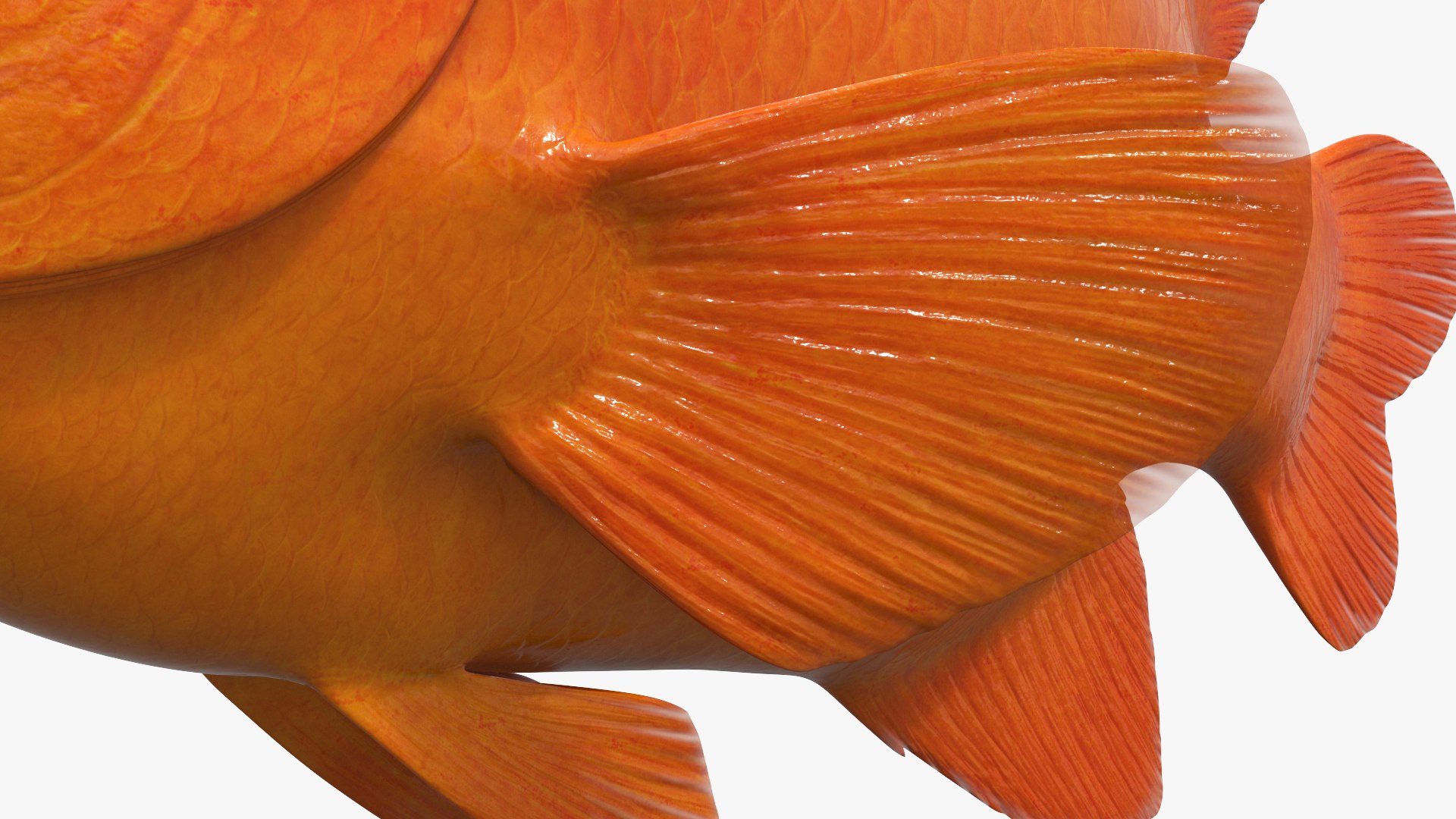Garibaldi Damselfish Orange 3D model https://p.turbosquid.com/ts-thumb/Kr/3EDtMn/e0/garibaldi_damselfish_orange_008/jpg/1779144390/1920x1080/fit_q87/37ecf8c098002d9f22d605fe4bc0513c1c9a528b/garibaldi_damselfish_orange_008.jpg