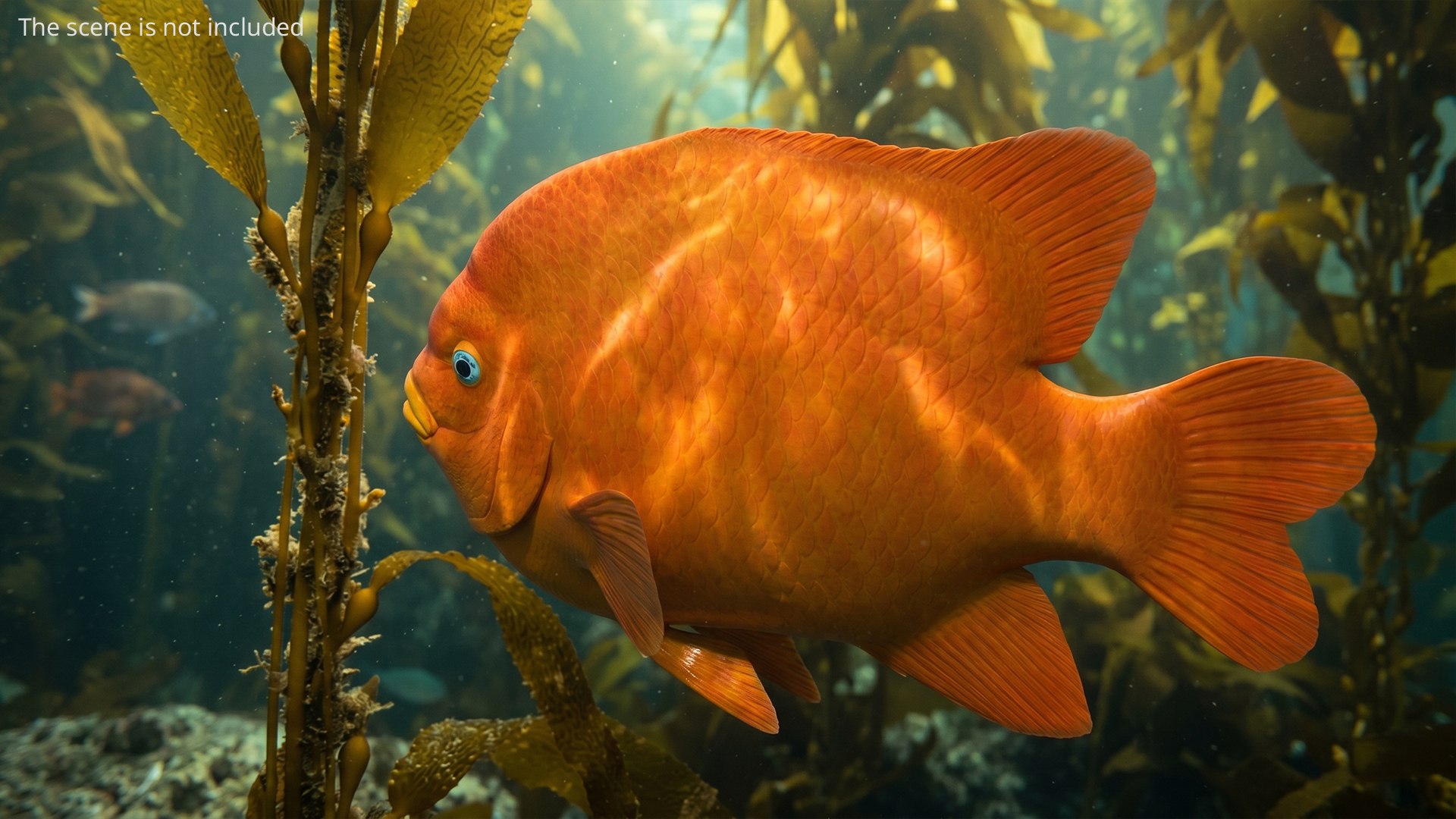 Garibaldi Damselfish Orange 3D model https://p.turbosquid.com/ts-thumb/Kr/3EDtMn/fr/garibaldi_damselfish_orange_004/jpg/1779144378/1920x1080/fit_q87/9f35dd77189df7419007afb8b863fe637eb5635d/garibaldi_damselfish_orange_004.jpg