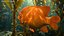 Garibaldi Damselfish Orange
