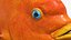 Garibaldi Damselfish Orange
