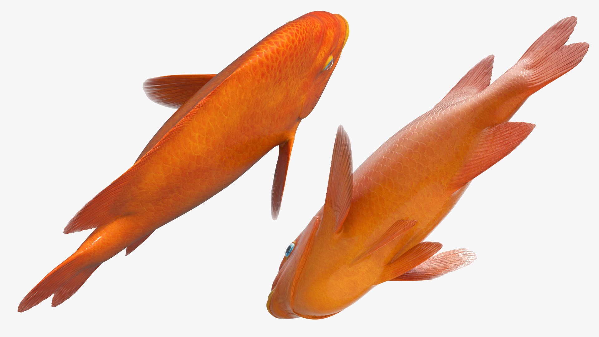 Garibaldi Damselfish Orange 3D model https://p.turbosquid.com/ts-thumb/Kr/3EDtMn/pW/garibaldi_damselfish_orange_005/jpg/1779144381/1920x1080/fit_q87/53f82a3b79b658a76a2b3172dc65fde10a3e6d10/garibaldi_damselfish_orange_005.jpg