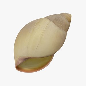 Snail Shell - Extreme Definition 3D Scanned