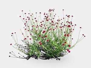 Knautia Macedonica widow flower