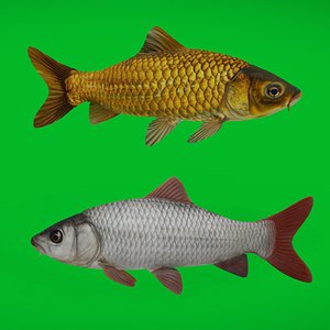 3D Asian Carp Fishes