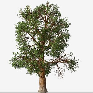 Set of Foxtail pine or Pinus balfouriana Tree- 2 Trees