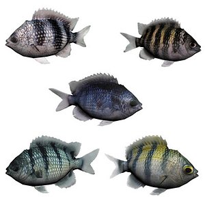 oceanic fishes 3d max