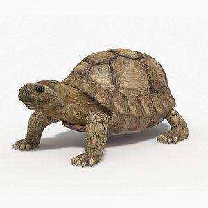 Tortoise 3D model