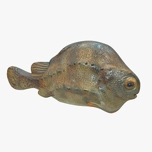 fish 3d model