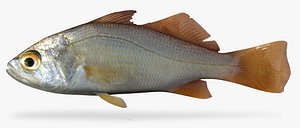silver perch 3D