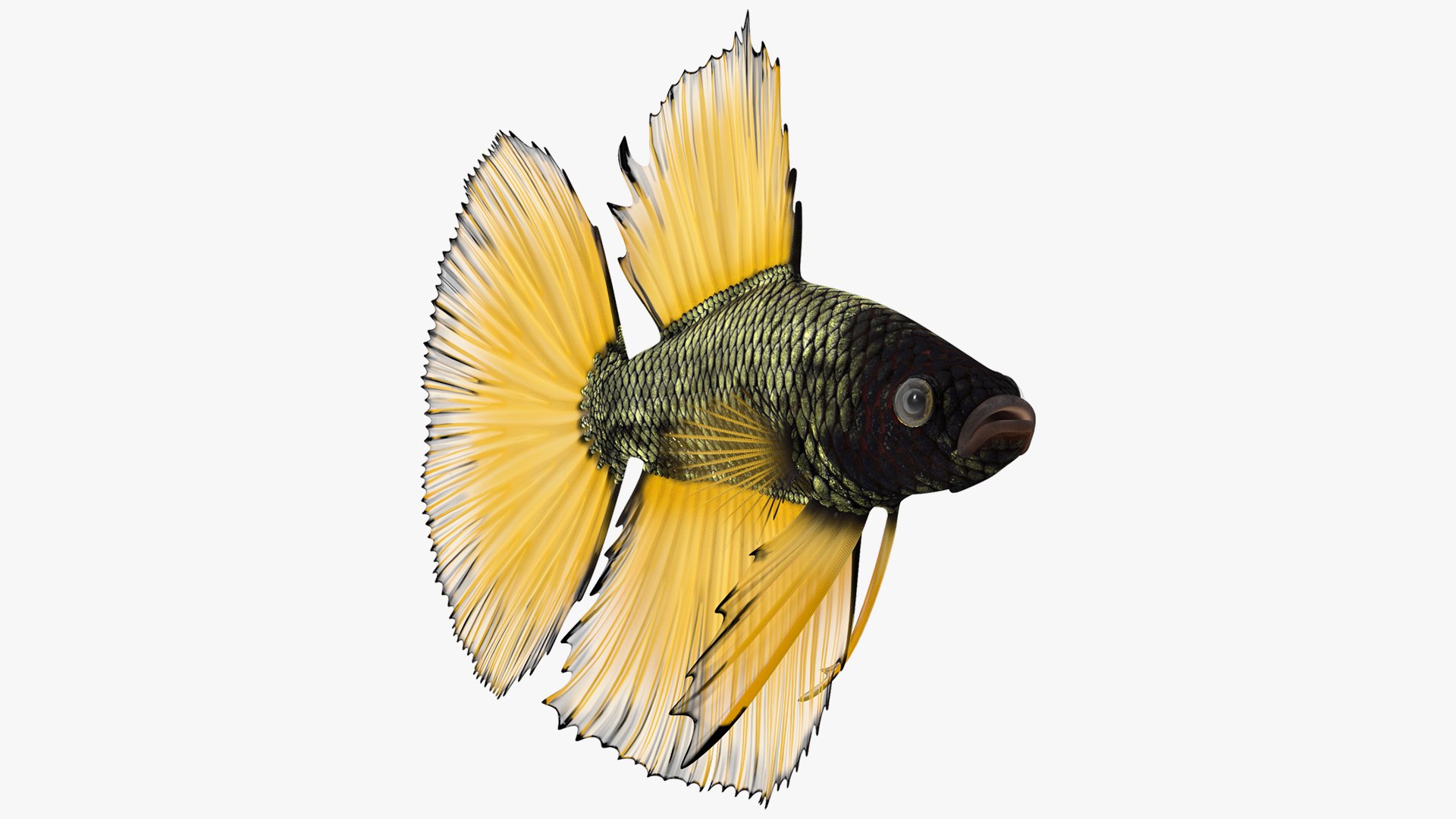 Yellow Crowntail Betta Fish Swimming Animated Rigged for Maya 3D model preview
