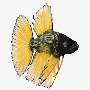 Yellow Crowntail Betta Fish Swimming Animated Rigged for Maya 3D model