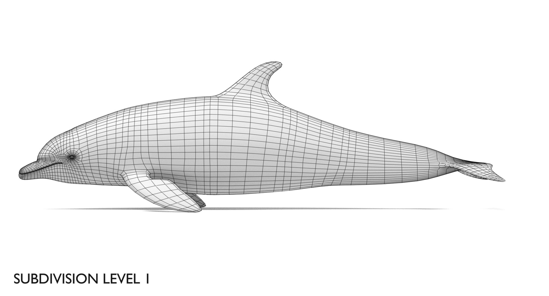 Bottlenose Dolphin Model - TurboSquid 1153929
