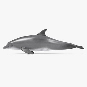 bottlenose dolphin model