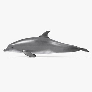 Bottlenose Dolphin
