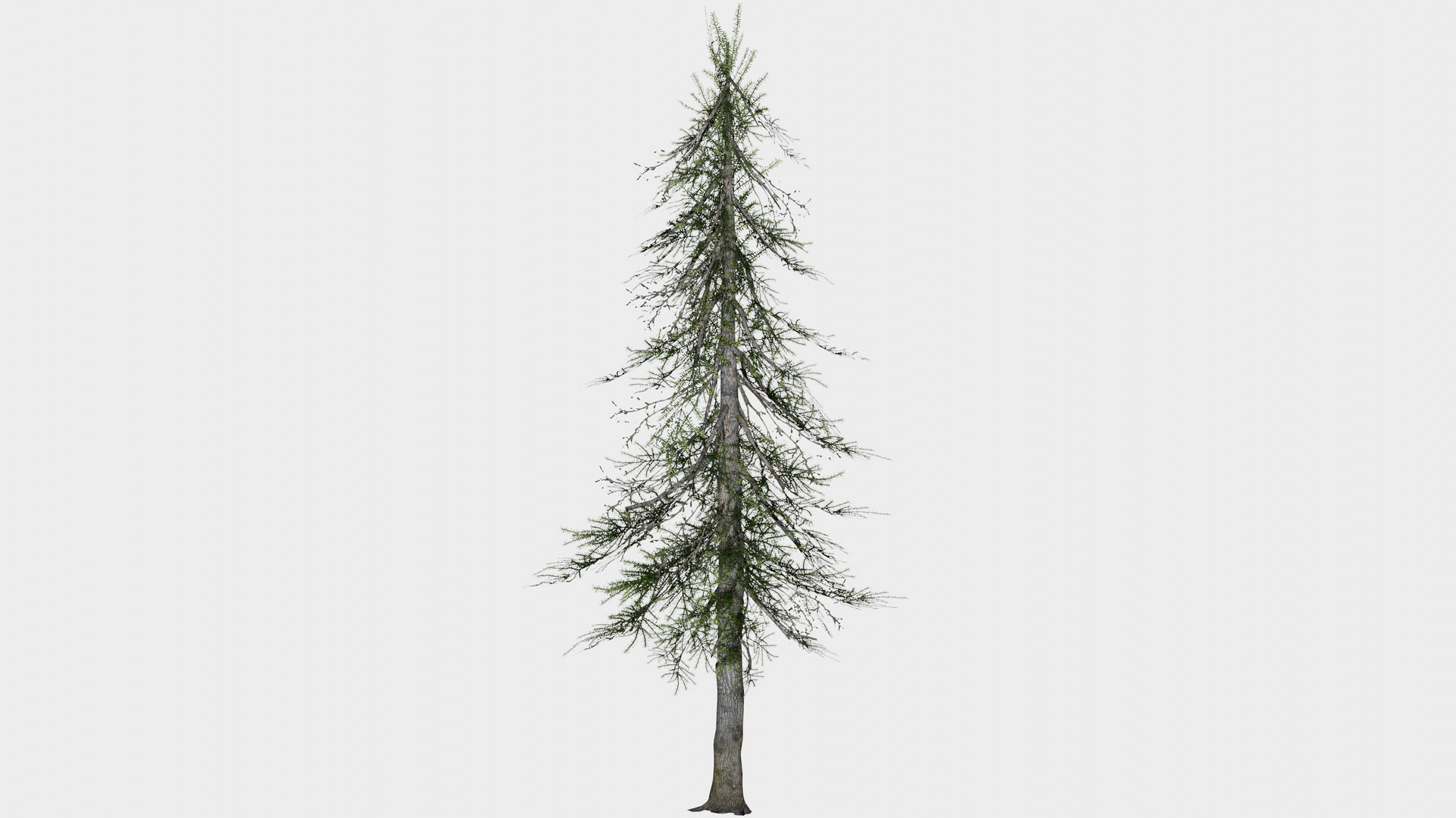 11 In 1 Cedar Trees Collection - Game Assets - Low Poly 3D Model ...