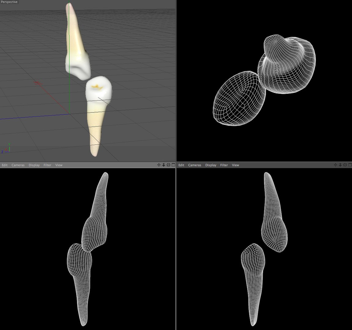 C4d Cuspid Canine