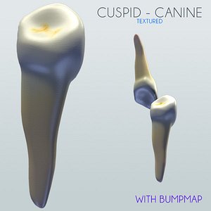 c4d cuspid canine
