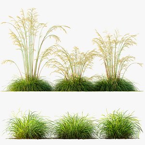 3D model AV Celtica Gigantea Stipa Golden Oats and  Carex Elata Aurea Grass