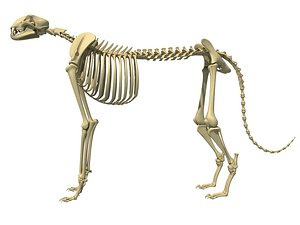 cheetah skeleton animal 3D