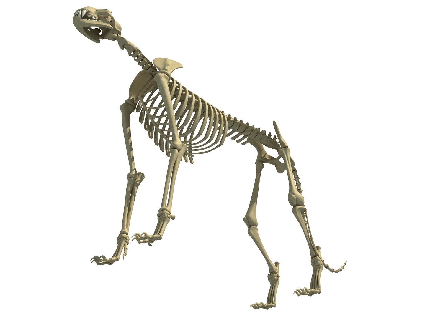 Cheetah Skeleton Animal 3D - TurboSquid 1240047