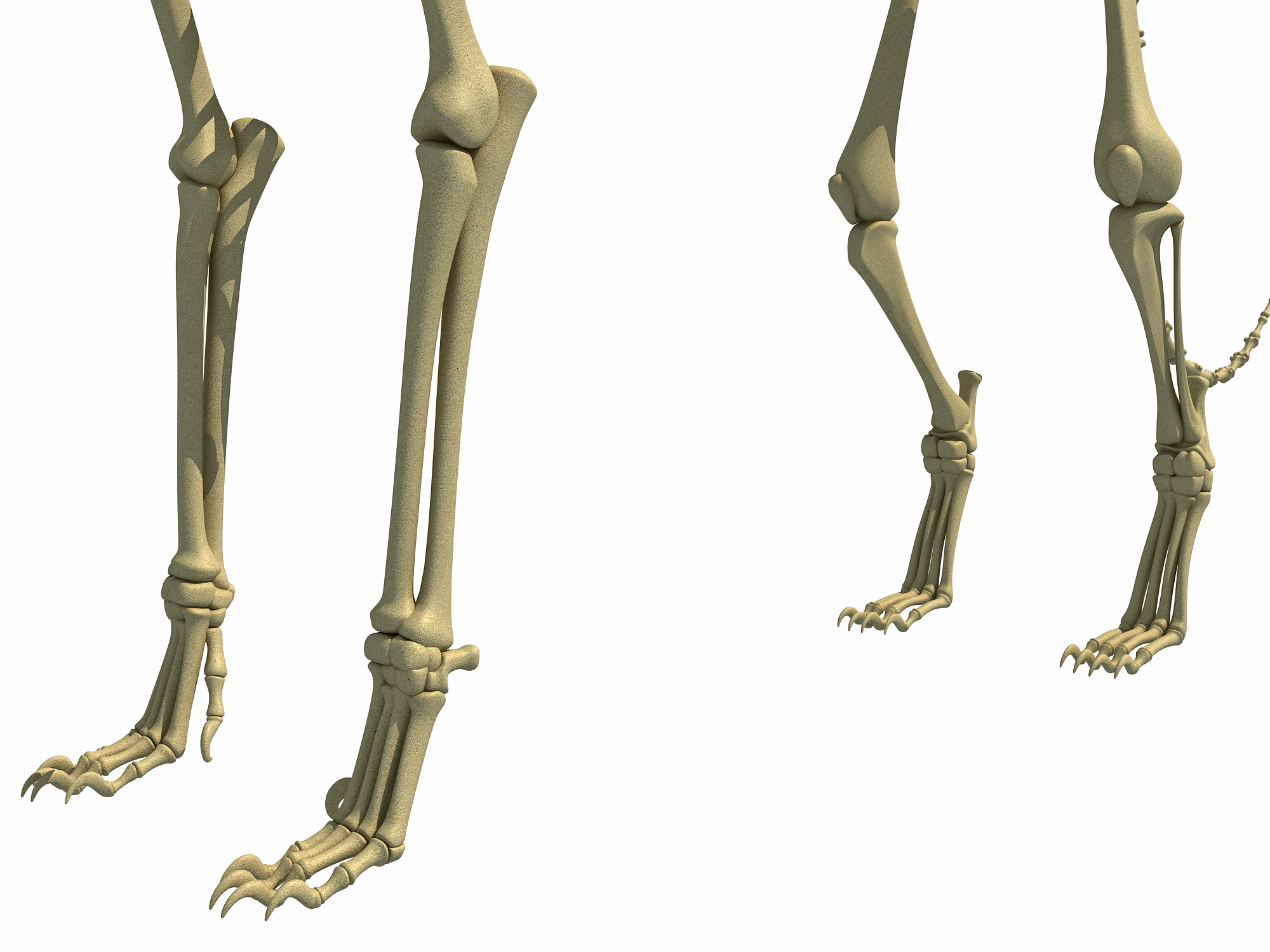 gepard-skelett-3d-modell-turbosquid-1240047