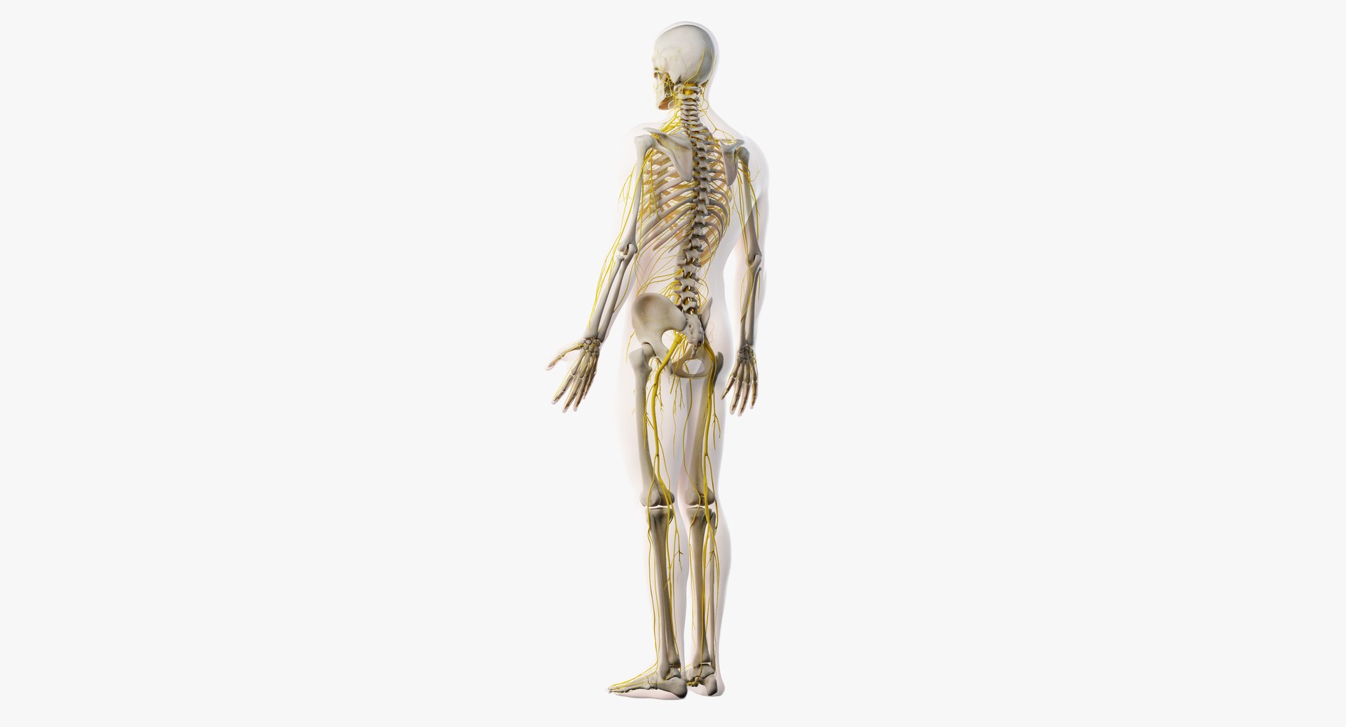 3D male skin skeleton nerves model - TurboSquid 1374701