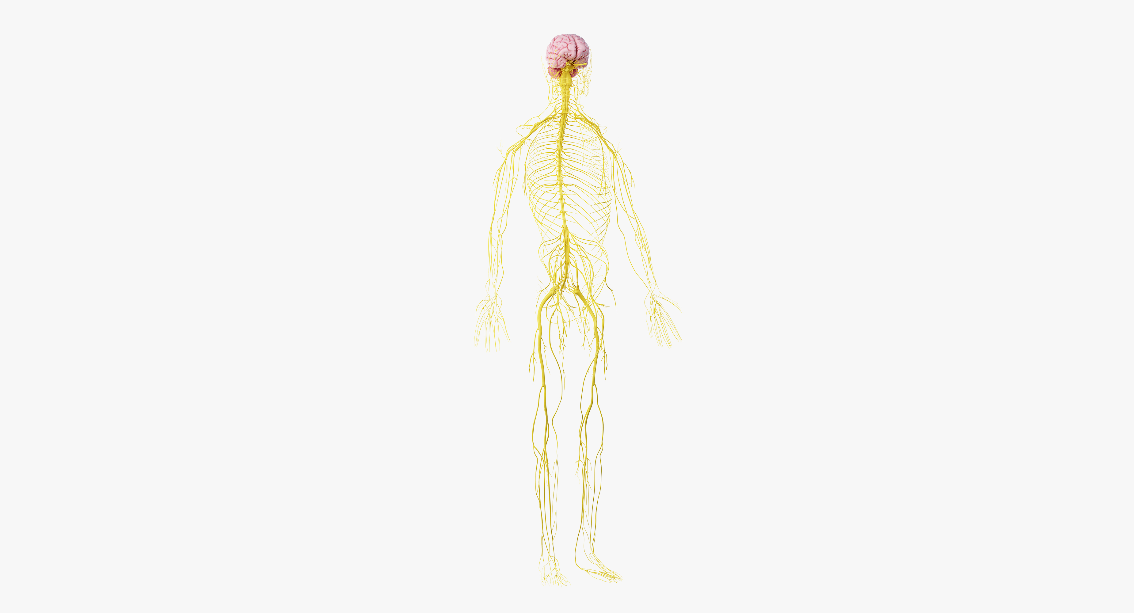 3D male skin skeleton nerves model - TurboSquid 1374701