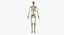 3D male skin skeleton nerves model