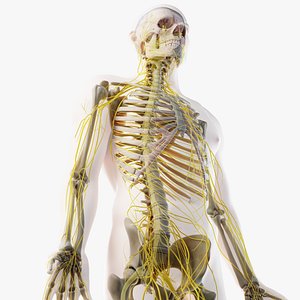 3D male skin skeleton nerves model