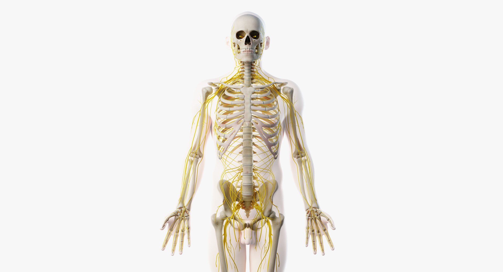 3D male skin skeleton nerves model - TurboSquid 1374701