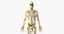 3D male skin skeleton nerves model