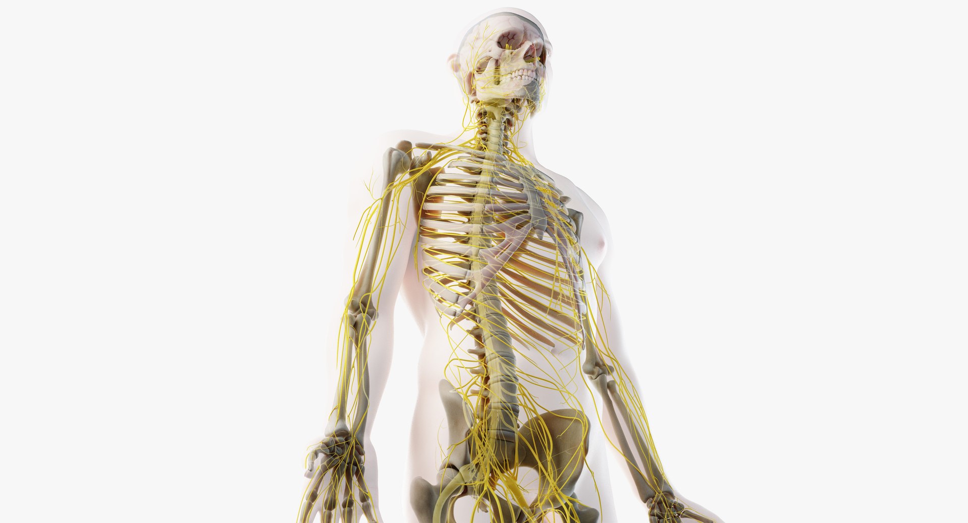 3D Male Skin Skeleton Nerves Model - TurboSquid 1374701