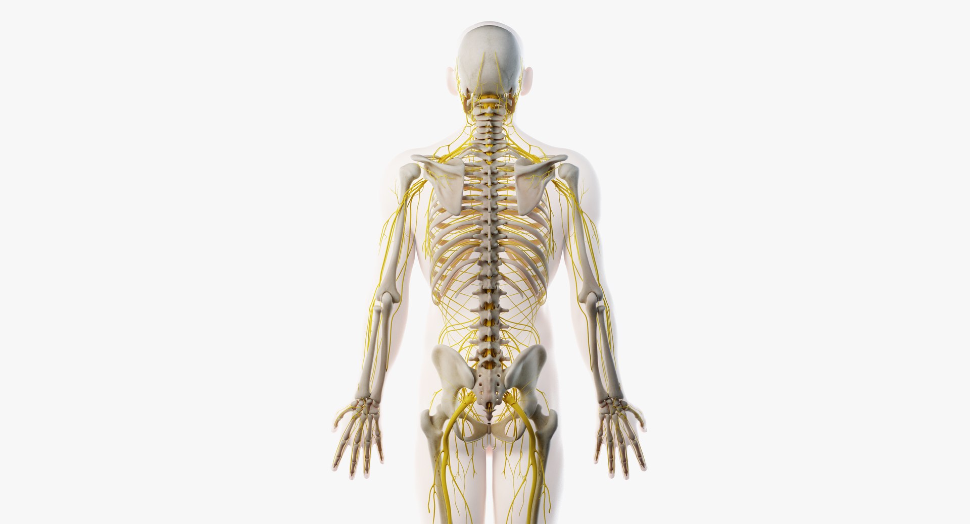 3D male skin skeleton nerves model - TurboSquid 1374701
