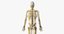 3D male skin skeleton nerves model