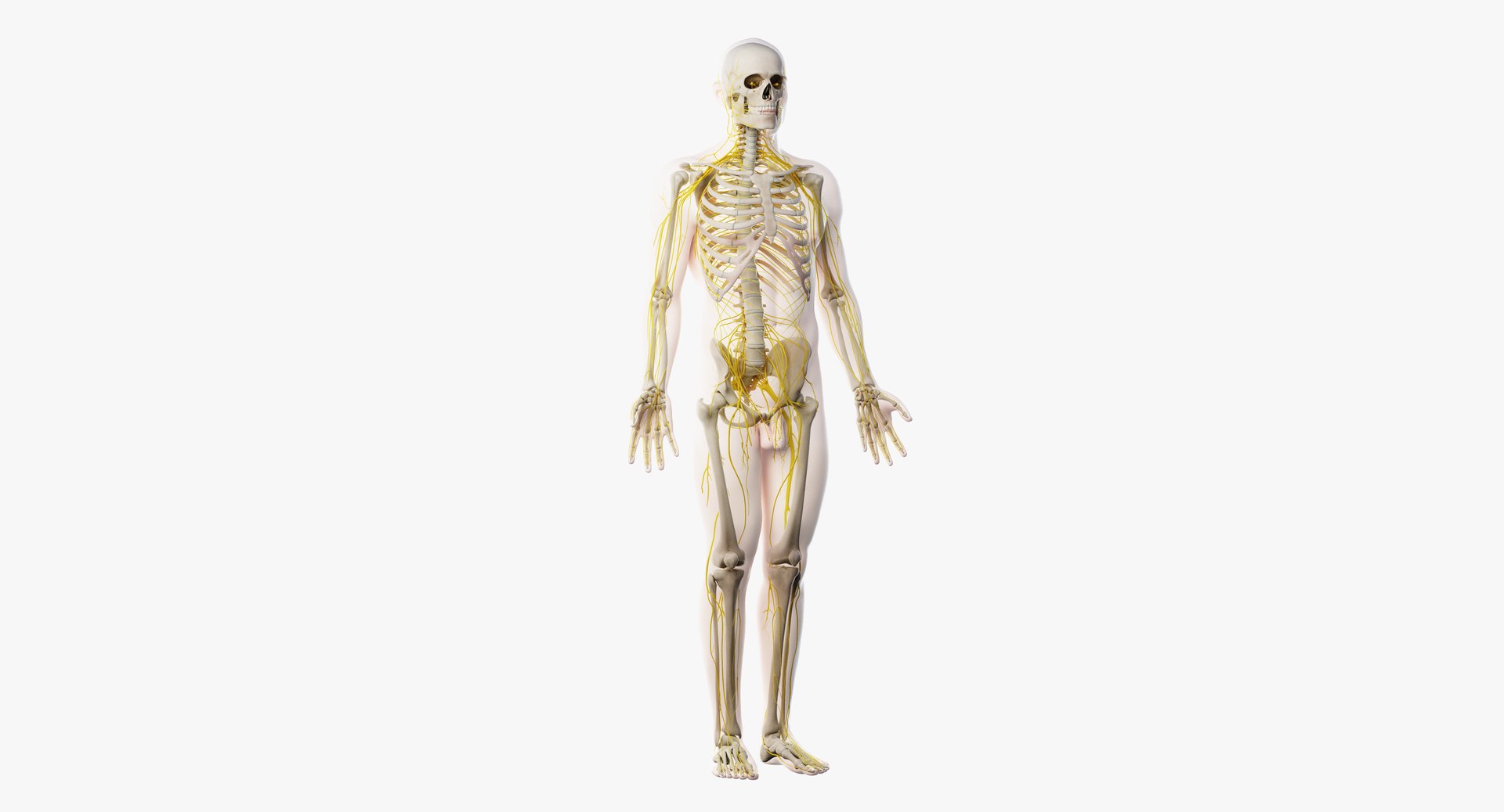 3D male skin skeleton nerves model - TurboSquid 1374701