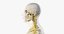 3D male skin skeleton nerves model