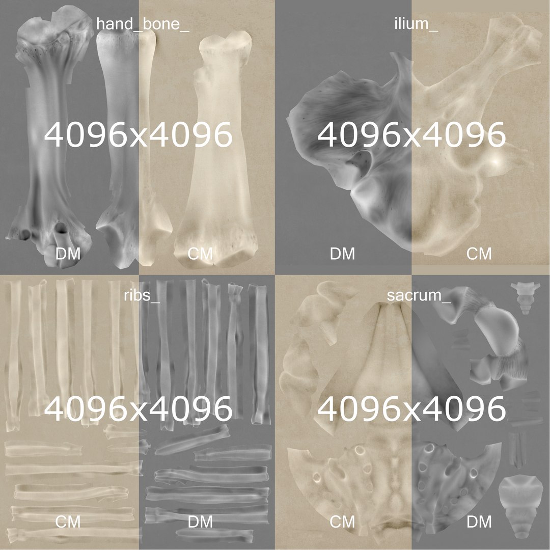 3D male skin skeleton nerves model - TurboSquid 1374701