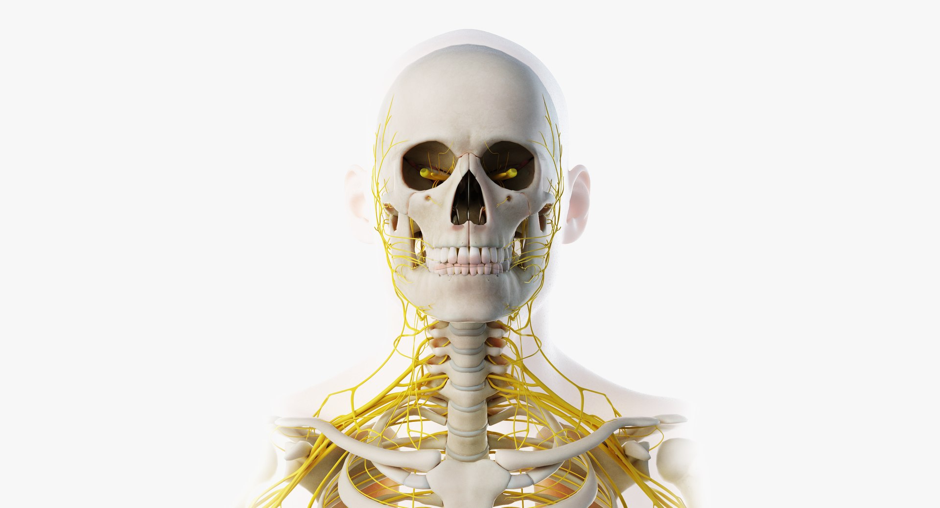 3D male skin skeleton nerves model - TurboSquid 1374701