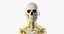 3D male skin skeleton nerves model